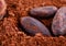 Cacao beans and chocolate powder