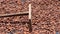 Cacao beans drying in the sun on a bamboo mat