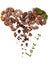 Cacao beans heart and Love is sign