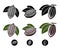 Cacao beans set. Vector