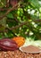 Cacao crop background