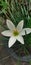 Cacao flower or Zephyranthes candida is a type of medicinal plant. Wikipedia