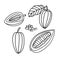 Cacao fruit and beans doodle icon, vector illustration