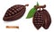 Cacao fruits. Cocoa pods. 3d realistic vector objects