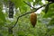 Cacao fruits on tree