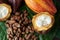 Cacao plant close-up