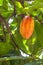 Cacao plant with fruits