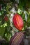 Cacao plant with fruits, Brazil