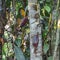 Cacao plant on tree in Amazonian region of Ecuador