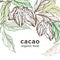 Cacao template. Vector nature background. Art botanical tree