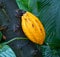 Cacao tree or cocoa tree (Theobroma cacao)