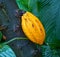 Cacao tree or cocoa tree (Theobroma cacao)