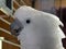 Cacatua bird in a cage