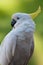 Cacatua bird on focus