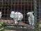 ( Cacatua galerita galerita ) A Sulphur - crested cockatoo in cage