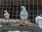 ( Cacatua galerita galerita ) A Sulphur-crested cockatoo in cage