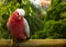 Cacatua parrot