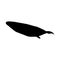 Cachalot Or Sperm Whale Silhouette Concept