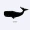 Cachalot. Vector illustration of a sperm whale. Whale drawing