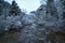 The Cache la Poudre river flows through its path as the trees are have frozen leaves