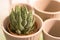 Cache-pot. Succulents. Haworthia. Light interior. Ceramic flower pots. Gardening. Plant transplant. Light background