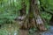 Cache River Wetlands, Big Cypress Access, Southern Illinois, USA