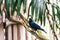 Cacicus haemorrhous bird sitting on the branch with wood background and tree leafs