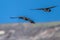 Cackling Geese in Flight