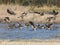 Cackling Geese Landing