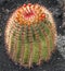 Cact, Echinocactus grusonii (Golden Barrel Cactus)