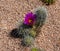 Cactaceae - Cactus Flower Blooming Outdoors very nice. Italy, Europe