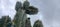 Cactaceae cactus ,nature, plants, photography