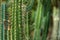 Cactaceae Cleistocactus baumannii, fresh grown, with spines