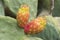 Cactaceae, Opuntia, prickly pears cactus fruitsand