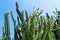 Cacti against the blue sky