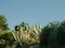 Cacti and Agave Under Mallorca's Blue Sky