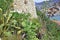 Cacti and aloe on stone wall background