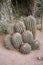 Cacti in arid environment