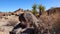 Cacti in the Arizona desert. Arizona claret-cup cactus, Arizona hedgehog cactus Echinocereus arizonicus, USA