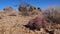 Cacti in the Arizona desert. Echinocactus polycephalus, Cottontop Cactus, Many-headed Barrel Cactus, Cannonball Cactus