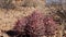 Cacti in the Arizona desert. Echinocactus polycephalus, Cottontop Cactus, Many-headed Barrel Cactus, Cannonball Cactus