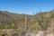 Cacti of Arizonaâ€™s Sonoran Desert  at Organ Pipe Cactus National Monument