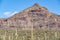 Cacti of Arizonaâ€™s Sonoran Desert  at Organ Pipe Cactus National Monument