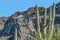 Cacti of Arizonaâ€™s Sonoran Desert  at Organ Pipe Cactus National Monument