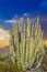 cacti of Arizonaâ€™s Sonoran Desert stand like a vast, silent army at Organ Pipe Cactus National Monument