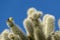 Cacti of Arizonaâ€™s Sonoran Desert stand like a vast, silent army at Organ Pipe Cactus National Monument