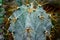 Cacti Astrophytum ornatum var. mirbelii, close-up of a cactus with long spines in a botanical collection