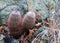 Cacti of Big Bend National Park. Echinocereus dasyacanthus