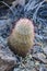 Cacti of Big Bend National Park. Echinocereus dasyacanthus