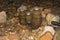 Cacti of Big Bend National Park. Echinocereus sp. Big Bend National Park